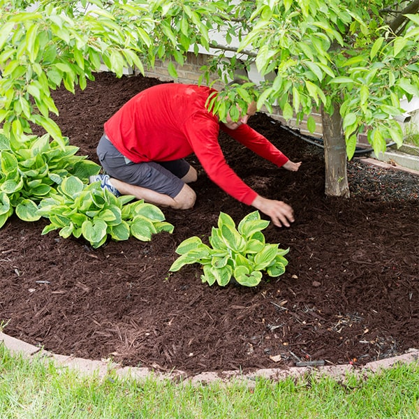 mulch should typically be replaced after installation every 1-2 years to maintain its effectiveness